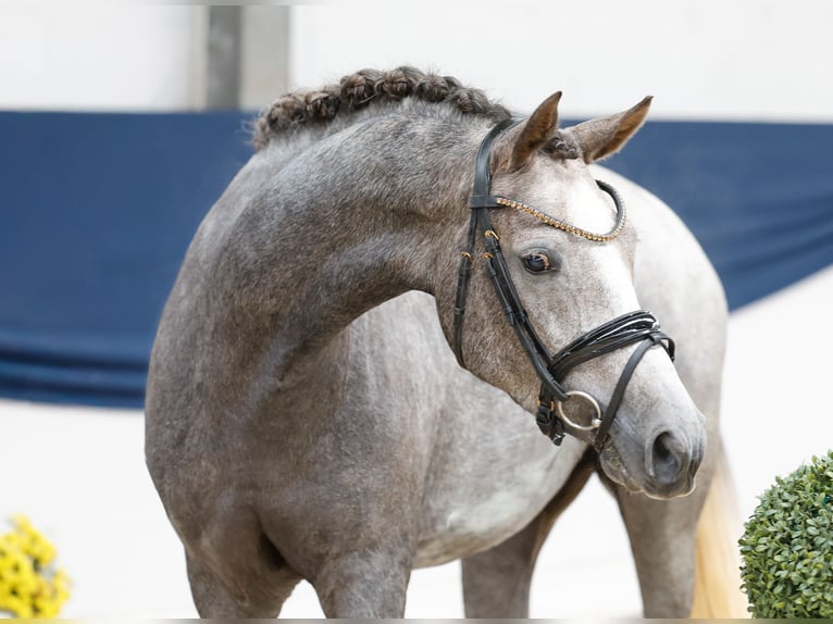 Deutsches Reitpony Stute 3 Jahre 148 cm Schimmel in Marsberg