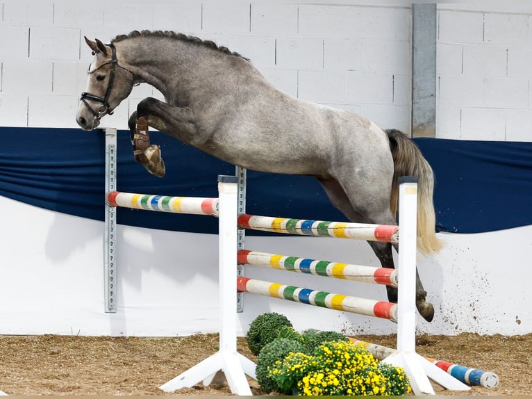 Deutsches Reitpony Stute 3 Jahre 148 cm Schimmel in Marsberg