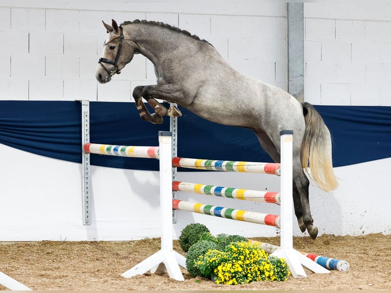 Deutsches Reitpony Stute 3 Jahre 148 cm Schimmel in Marsberg