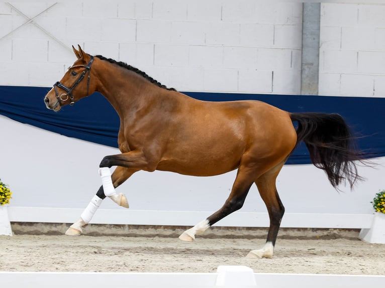 Deutsches Reitpony Stute 3 Jahre 149 cm Brauner in Marsberg