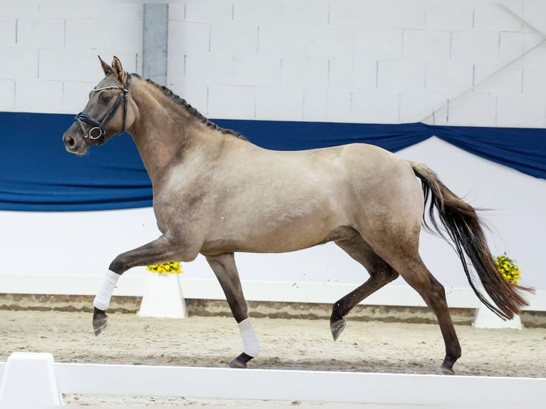 Deutsches Reitpony Stute 3 Jahre 149 cm Buckskin in Marsberg