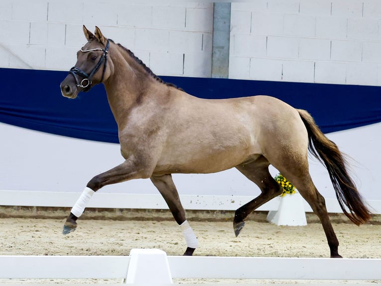 Deutsches Reitpony Stute 3 Jahre 149 cm Buckskin in Marsberg