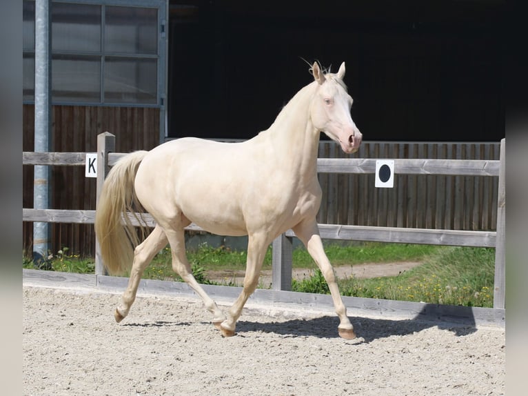Deutsches Reitpony Stute 3 Jahre 149 cm Cremello in Dresden