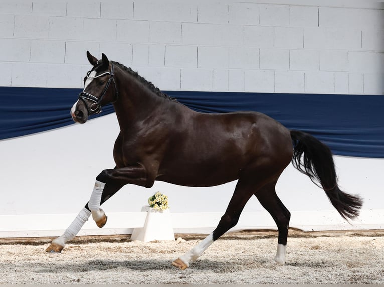 Deutsches Reitpony Stute 3 Jahre 149 cm Falbe in Marsberg
