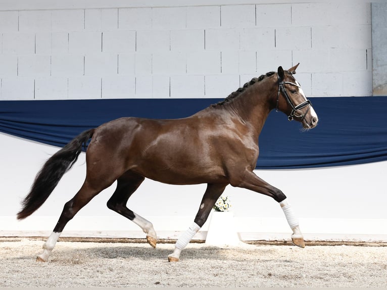 Deutsches Reitpony Stute 3 Jahre 149 cm Falbe in Marsberg