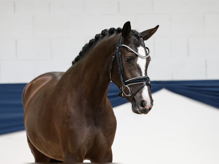 Deutsches Reitpony Stute 3 Jahre 149 cm Falbe in Marsberg