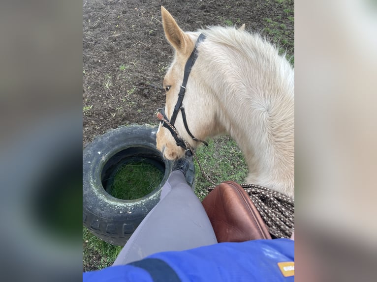 Deutsches Reitpony Stute 3 Jahre 149 cm Palomino in G&#xF6;rmin