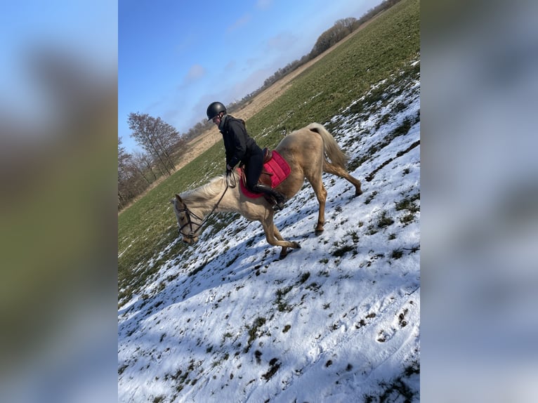 Deutsches Reitpony Stute 3 Jahre 149 cm Palomino in G&#xF6;rmin