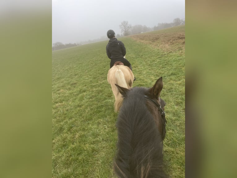 Deutsches Reitpony Stute 3 Jahre 149 cm Palomino in G&#xF6;rmin