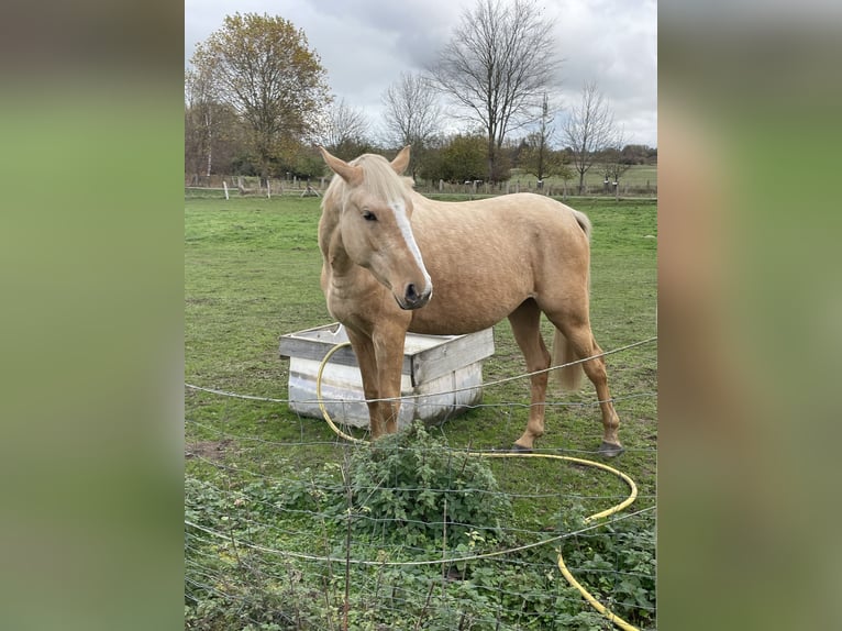 Deutsches Reitpony Stute 3 Jahre 149 cm Palomino in G&#xF6;rmin