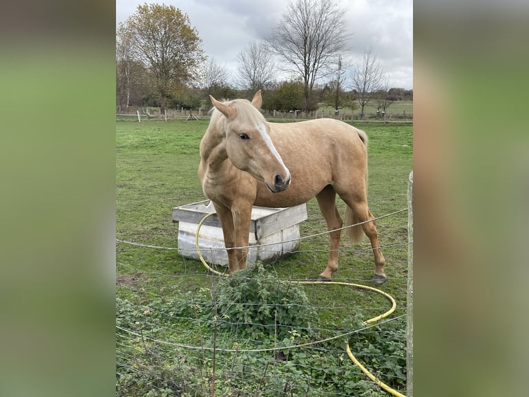 Deutsches Reitpony Stute 3 Jahre 149 cm Palomino in G&#xF6;rmin