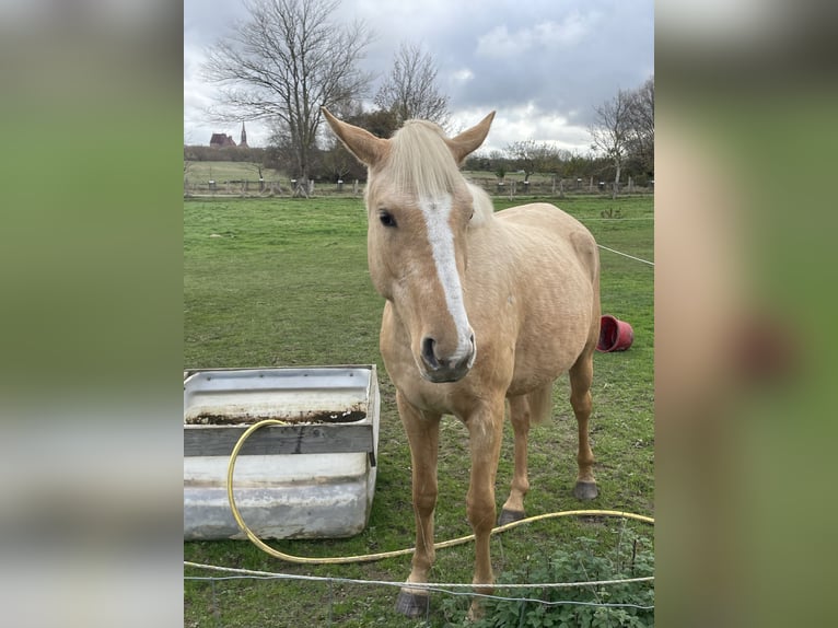 Deutsches Reitpony Stute 3 Jahre 149 cm Palomino in G&#xF6;rmin