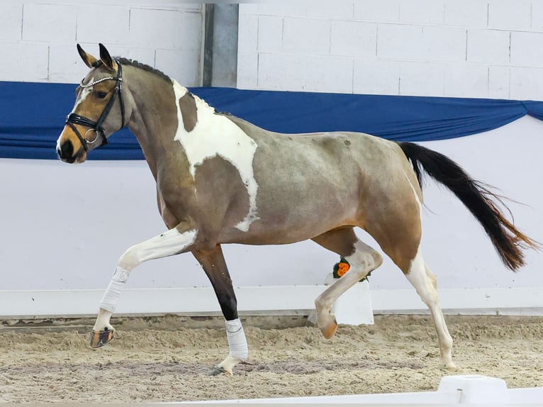 Deutsches Reitpony Stute 3 Jahre 149 cm Schecke in Marsberg