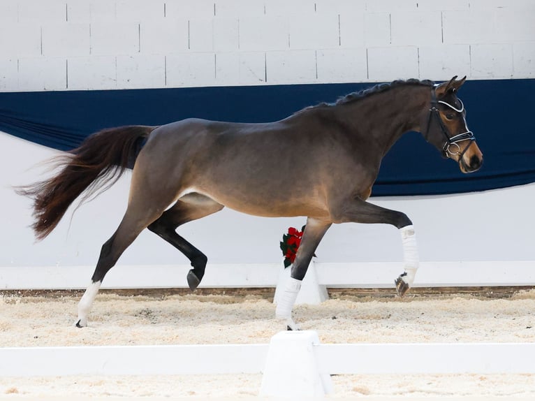 Deutsches Reitpony Stute 3 Jahre 150 cm Brauner in Marsberg