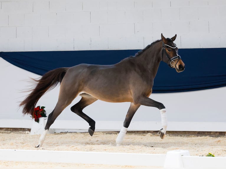 Deutsches Reitpony Stute 3 Jahre 150 cm Brauner in Marsberg