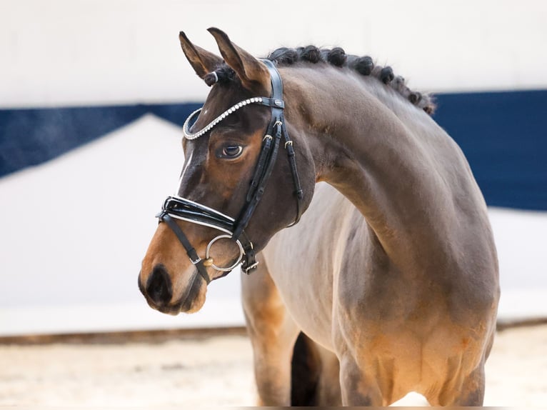 Deutsches Reitpony Stute 3 Jahre 150 cm Brauner in Marsberg