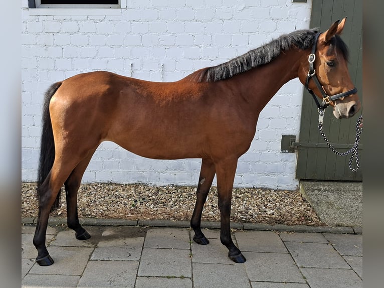 Deutsches Reitpony Stute 3 Jahre 150 cm Brauner in Elsdorf