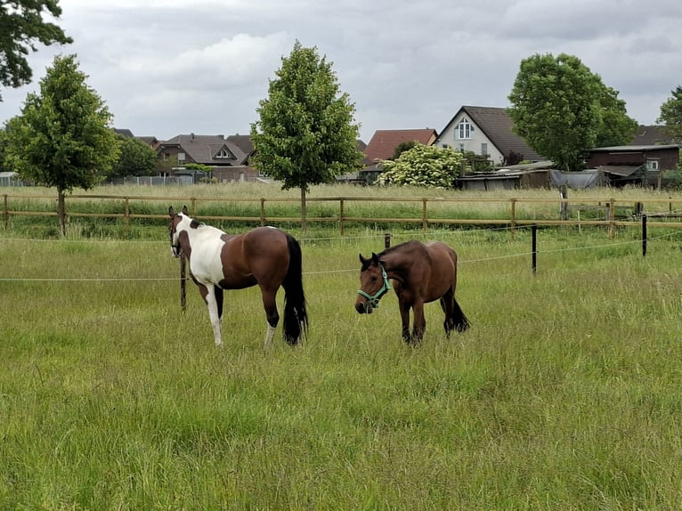 Deutsches Reitpony Stute 3 Jahre 150 cm Brauner in Elsdorf