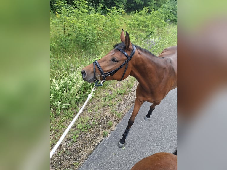 Deutsches Reitpony Stute 3 Jahre 150 cm Brauner in Elsdorf