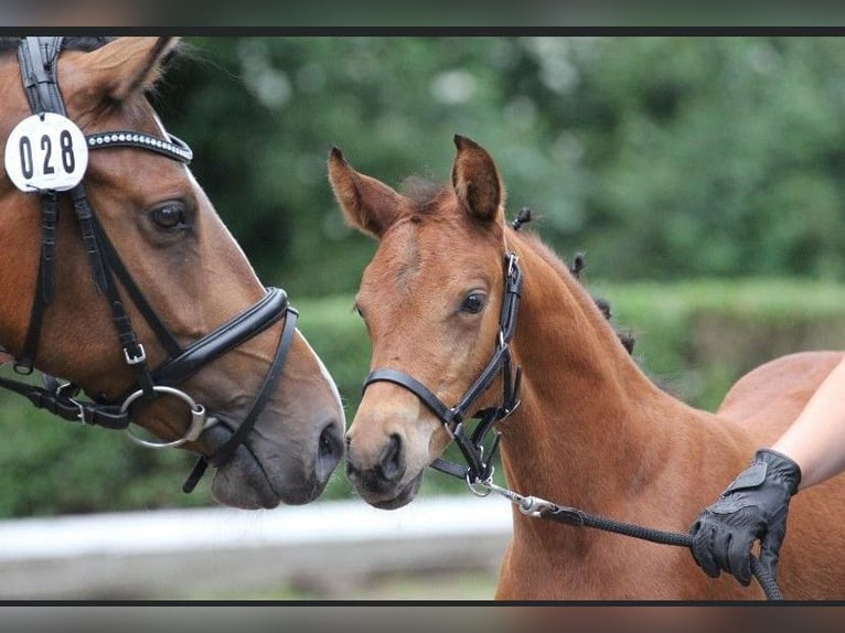 Deutsches Reitpony Stute 3 Jahre 150 cm Brauner in Elsdorf