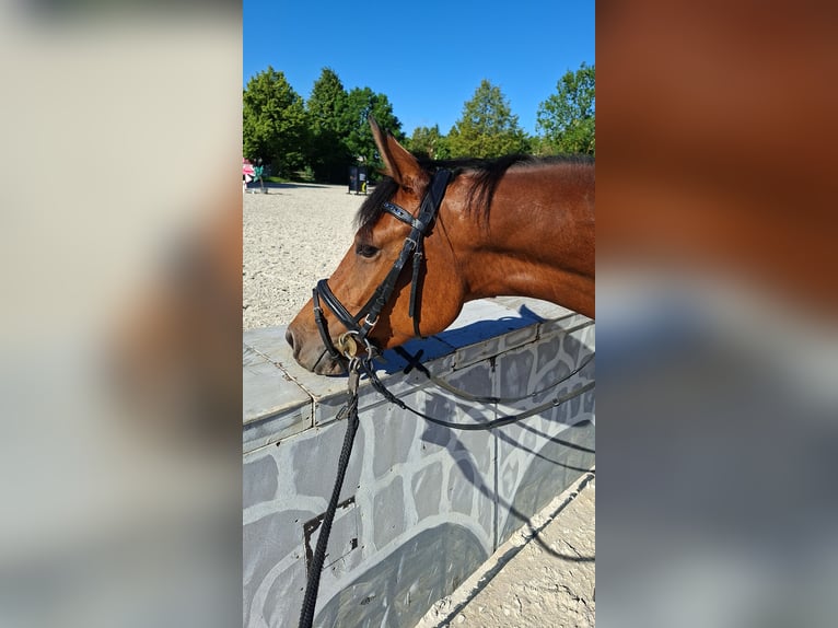 Deutsches Reitpony Stute 3 Jahre 150 cm Brauner in Elsdorf
