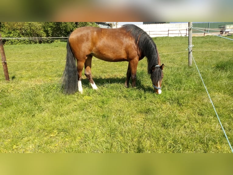 Deutsches Reitpony Stute 3 Jahre 150 cm Brauner in Elsdorf