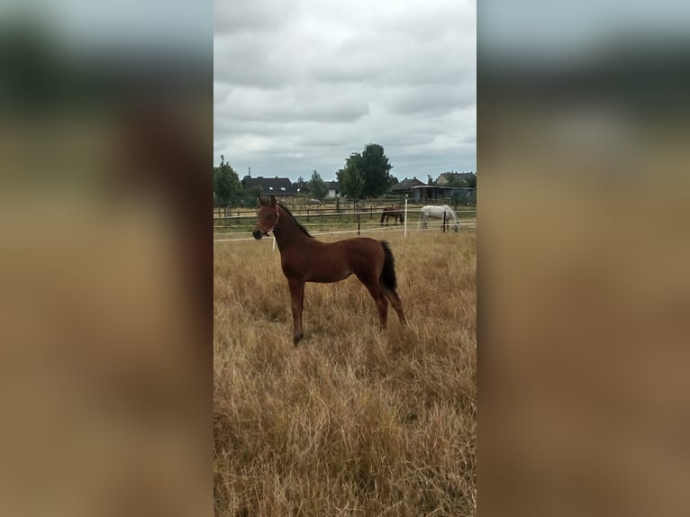 Deutsches Reitpony Stute 3 Jahre 150 cm Brauner in Elsdorf