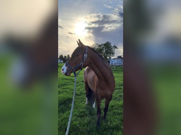 Deutsches Reitpony Stute 3 Jahre 150 cm Brauner in Elsdorf