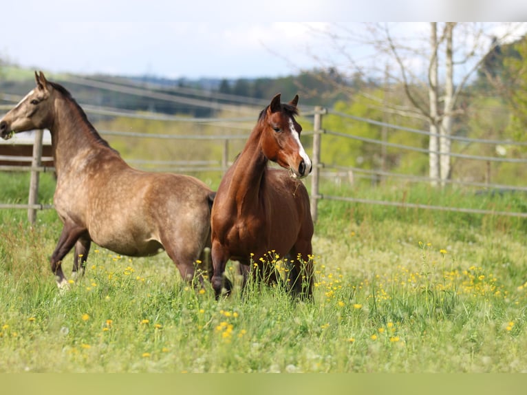 Deutsches Reitpony Mix Stute 3 Jahre 150 cm Brauner in Waldshut-Tiengen