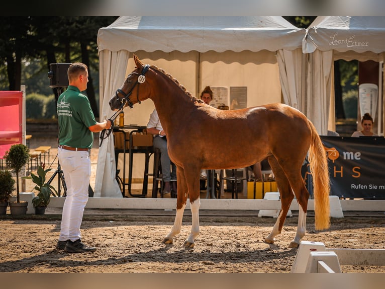 Deutsches Reitpony Stute 3 Jahre 150 cm Dunkelfuchs in Tönisvorst