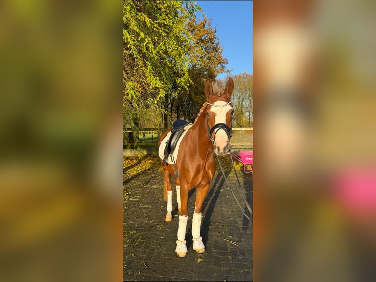 Deutsches Reitpony Stute 3 Jahre 150 cm Dunkelfuchs in Tönisvorst