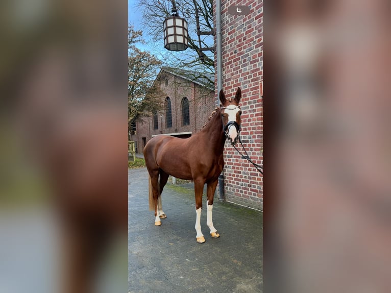 Deutsches Reitpony Stute 3 Jahre 150 cm Dunkelfuchs in Tönisvorst