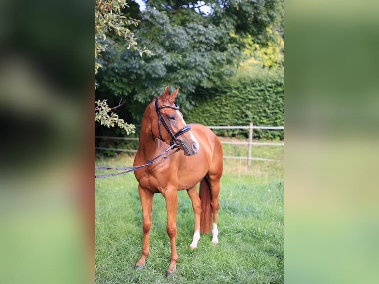 Deutsches Reitpony Mix Stute 3 Jahre 150 cm Fuchs in Baesweiler