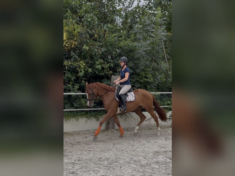 Deutsches Reitpony Mix Stute 3 Jahre 150 cm Fuchs in Baesweiler
