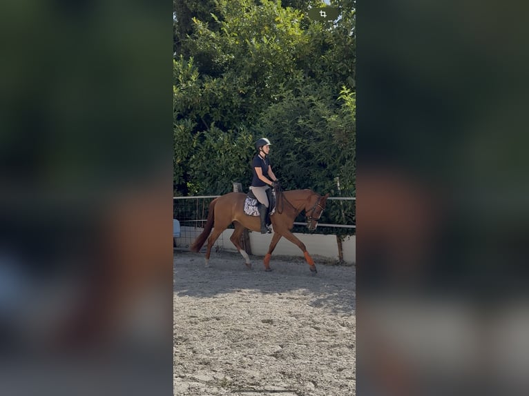 Deutsches Reitpony Mix Stute 3 Jahre 150 cm Fuchs in Baesweiler