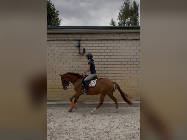 Deutsches Reitpony Mix Stute 3 Jahre 150 cm Fuchs in Baesweiler