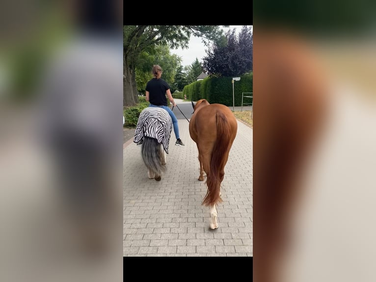 Deutsches Reitpony Mix Stute 3 Jahre 150 cm Fuchs in Baesweiler