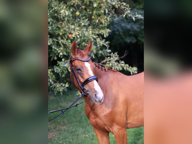Deutsches Reitpony Mix Stute 3 Jahre 150 cm Fuchs in Baesweiler