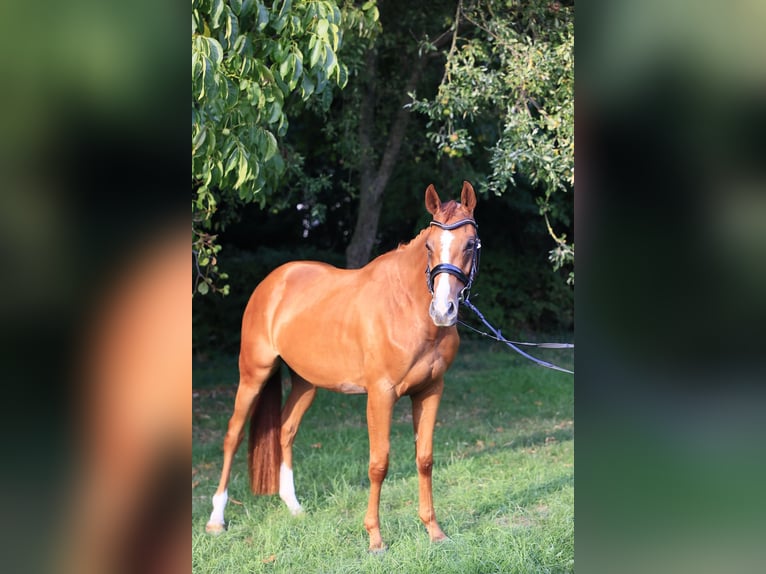 Deutsches Reitpony Mix Stute 3 Jahre 150 cm Fuchs in Baesweiler