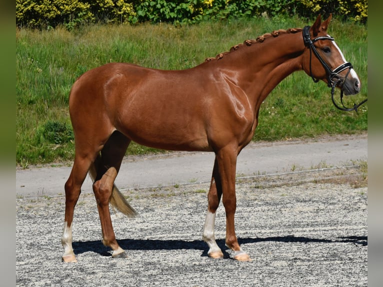 Deutsches Reitpony Stute 3 Jahre 150 cm Fuchs in Fürstenau