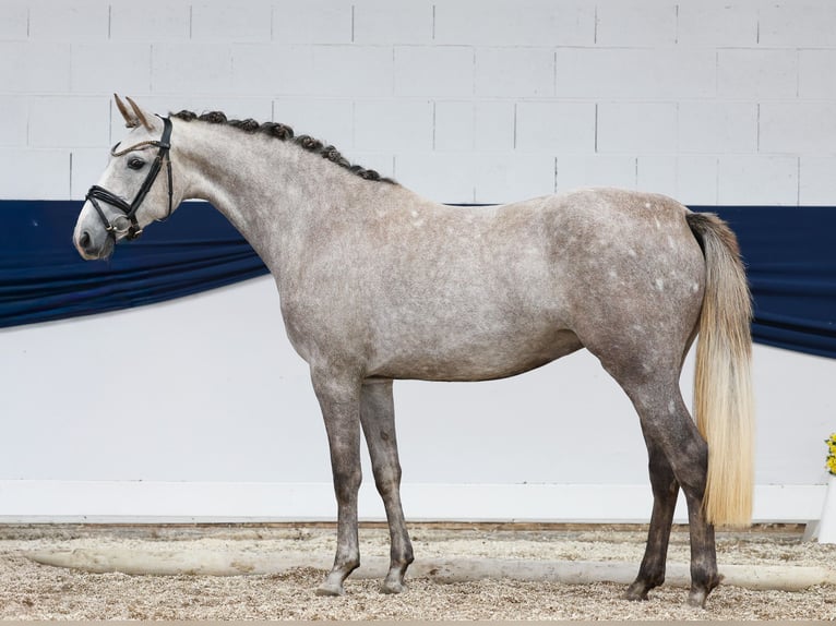 Deutsches Reitpony Stute 3 Jahre 150 cm Schimmel in Marsberg
