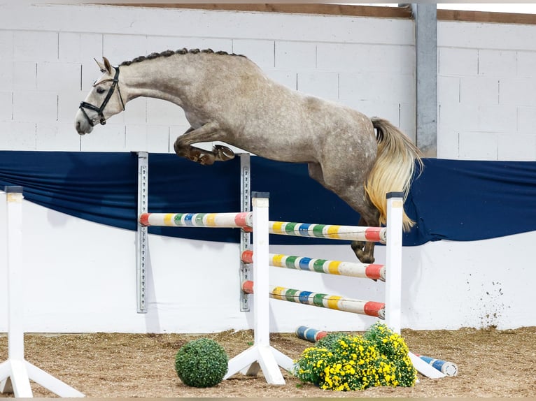 Deutsches Reitpony Stute 3 Jahre 150 cm Schimmel in Marsberg