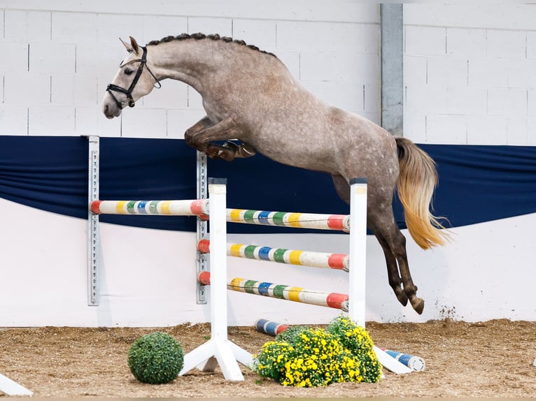 Deutsches Reitpony Stute 3 Jahre 150 cm Schimmel in Marsberg