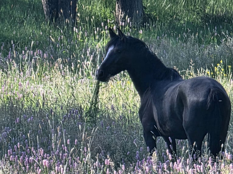 Deutsches Reitpony Stute 3 Jahre 150 cm Schwarzbrauner in Bensheim