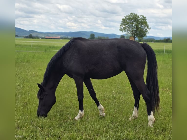 Deutsches Reitpony Stute 3 Jahre 150 cm Schwarzbrauner in Bensheim