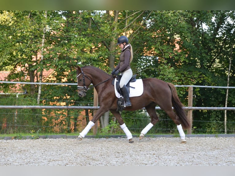 Deutsches Reitpony Stute 3 Jahre 151 cm Dunkelfuchs in Bispingen