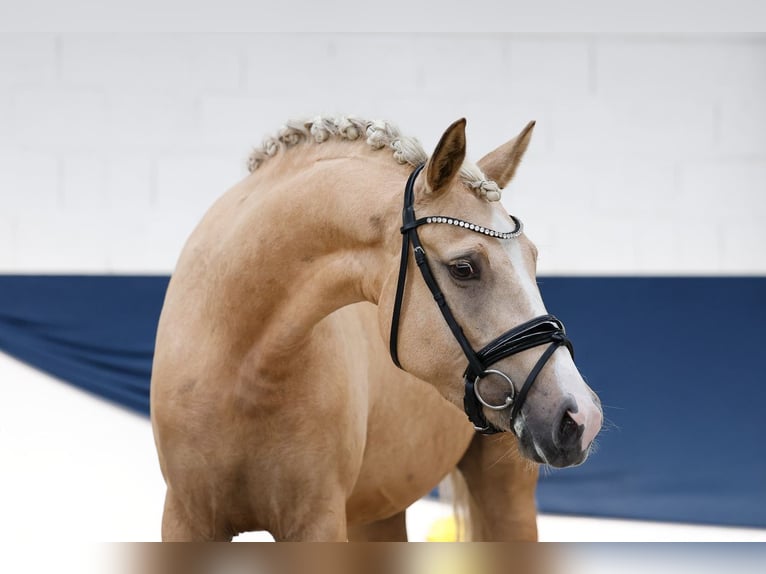 Deutsches Reitpony Stute 3 Jahre 151 cm Palomino in Marsberg
