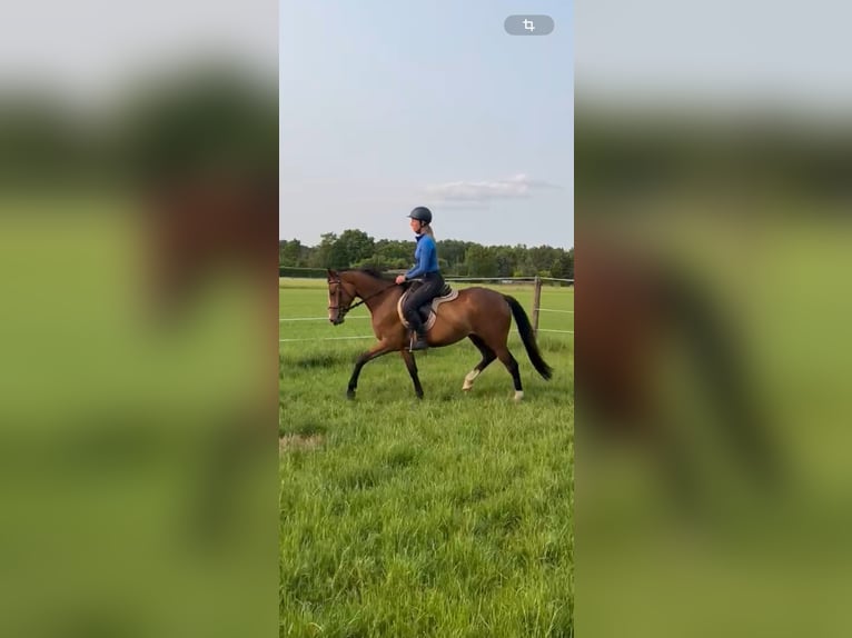 Deutsches Reitpony Stute 3 Jahre 152 cm Brauner in Visselh&#xF6;vede