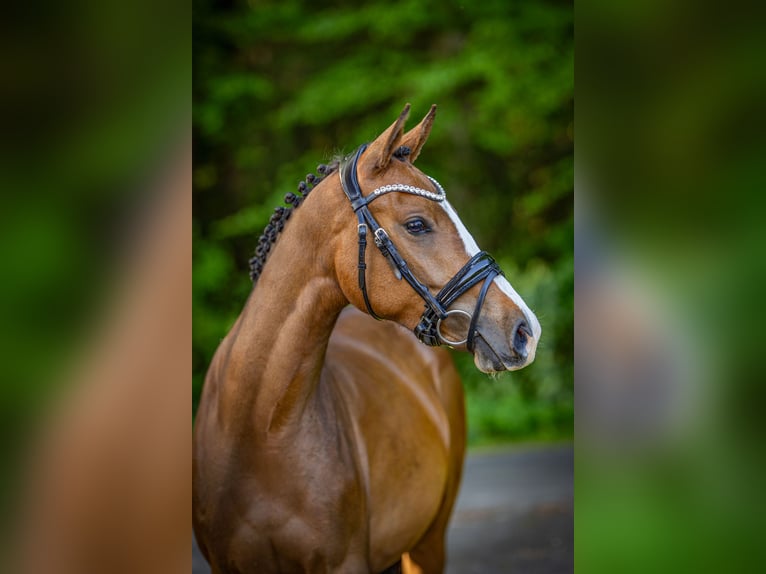 Deutsches Reitpony Stute 3 Jahre 152 cm Brauner in Visselh&#xF6;vede