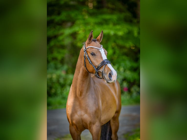Deutsches Reitpony Stute 3 Jahre 152 cm Brauner in Visselh&#xF6;vede